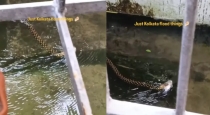snake-carrying-fish-viral-video