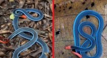 blue-coral-snake-rare-video-viral