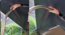 snake-swallows-same-species-viral-video