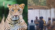 A leopard that entered a house near Coonoor