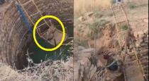 Leopard rescued from well using genius method video goes viral