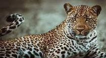 Uttar Pradesh Reserved Forest Area Near Village Leopard Attack 3 Minor Girl died Last Week 