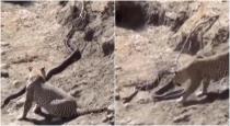 leopard-snake-fighting-viral-video