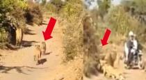 Lions gave way to biker in Gujarat video goes viral