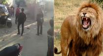 Lion crossing group of people video goes viral