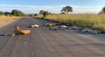 Lions sleeping at road side photos goes viral