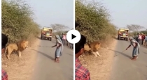 old-woman-chases-lion-viral-video