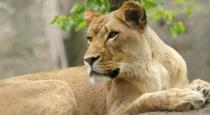 Pakisthan lion zoo