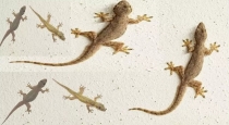 Vaastu-beliefs-about-baby-lizard-signs-and-benefits