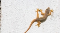 Natural-home-remedies-to-get-rid-of-lizards