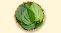 are-there-so-many-benefits-of-betel-leaves-keep-using-i
