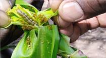 Corn Diseases Tips Tamil Padaipulu 