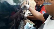 Snake entered into car petrol tank in Thailand viral video
