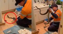 Australia snake found in drainage viral video