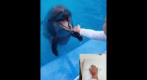 dolphin bite 6 year old boy hand