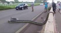 big-snake-tarvel-in-road