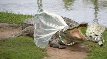 Mexico Mayor Married Crocodile 