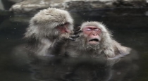 Male Monkeys are some time Did homo Sex Relationship 