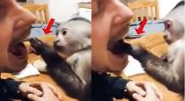 monkey-open-up-human-mouth-and-seeing-video-goes-viral