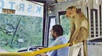 Kerala Idukki Monkey Travel on Bus 