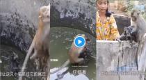 a Monkey Want Help to Recover Cat from Small Tank Video Goes Viral 