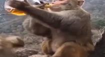 Monkey Drinks Liquor IFS Officer Susanta Nanda Video Goes Viral 