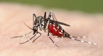 New virus affected by mosquito 