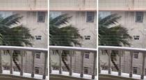Mumbai rain coconut tree viral video