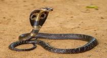 snake byte 