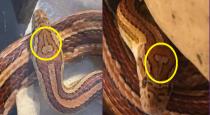 snake-named-as-dckhead-snake-photo-goes-viral