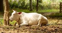maharashtra-boy-raped-cow