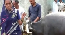 the-buffalo-that-swallowed-the-owners-thali-thought-it