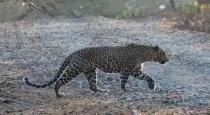 sensation-the-leopard-took-the-boy-into-the-jungle-and
