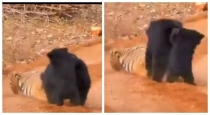 Mother-bear-fights-tiger-to-save-cub