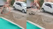 Pitbull-chases-horse-viral-video-india