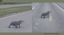 Tail-less-alligator-crosses-road-louisiana