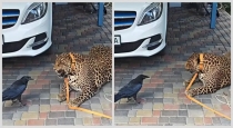 Crow-scares-jaguar-video