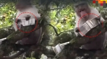 Kodai-macaque-trouble-tourists