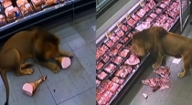 Lion-enters-south-africa-grocery-store