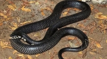 Snake-dies-after-bite-in-madhya-pradesh