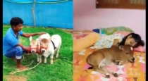 Pinganur-cow-viral-video-tamil