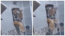 Viral-tiger-video-bathroom-scene