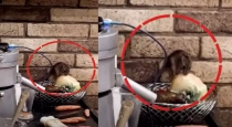 rat-in-juice-shop-kovilambakkam-chennai