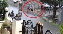 Stray-dogs-attack-boy-udaipur-karol-colony