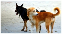 Street-dog-attack-boy-thambivili-maharashtra
