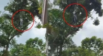 Drunk-man-falls-from-tree-near-bangalore-police-office