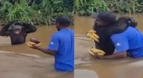 Monkey-hugs-caregiver-emotional-video