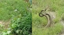 Snake-dance-video-bihar-viral