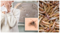 girl-vomits-insects-yangzhou-china