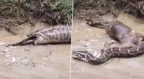 python-swallows-goat-uttar-pradesh-viral-video